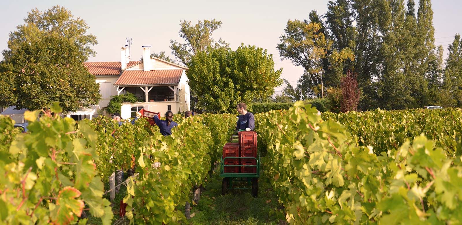 Château Fleur Balestre - Saint-Émilion Grand Cru