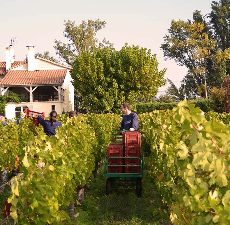Château Fleur Balestre — photo principale
