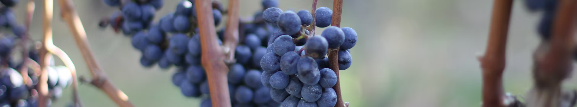 Vigne de Château Haut-Piquat