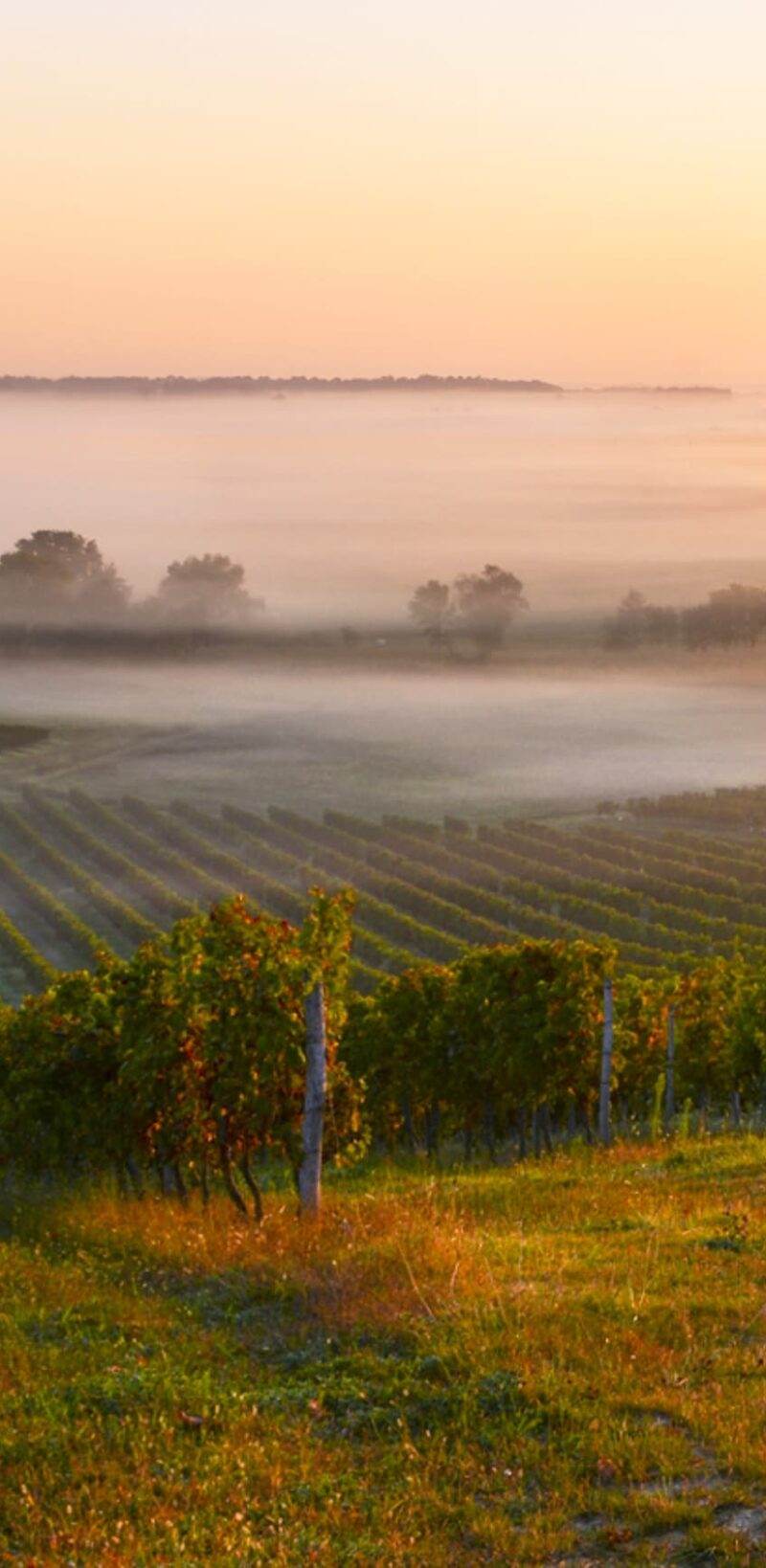 vignoble de saint-emilion à l'aurore