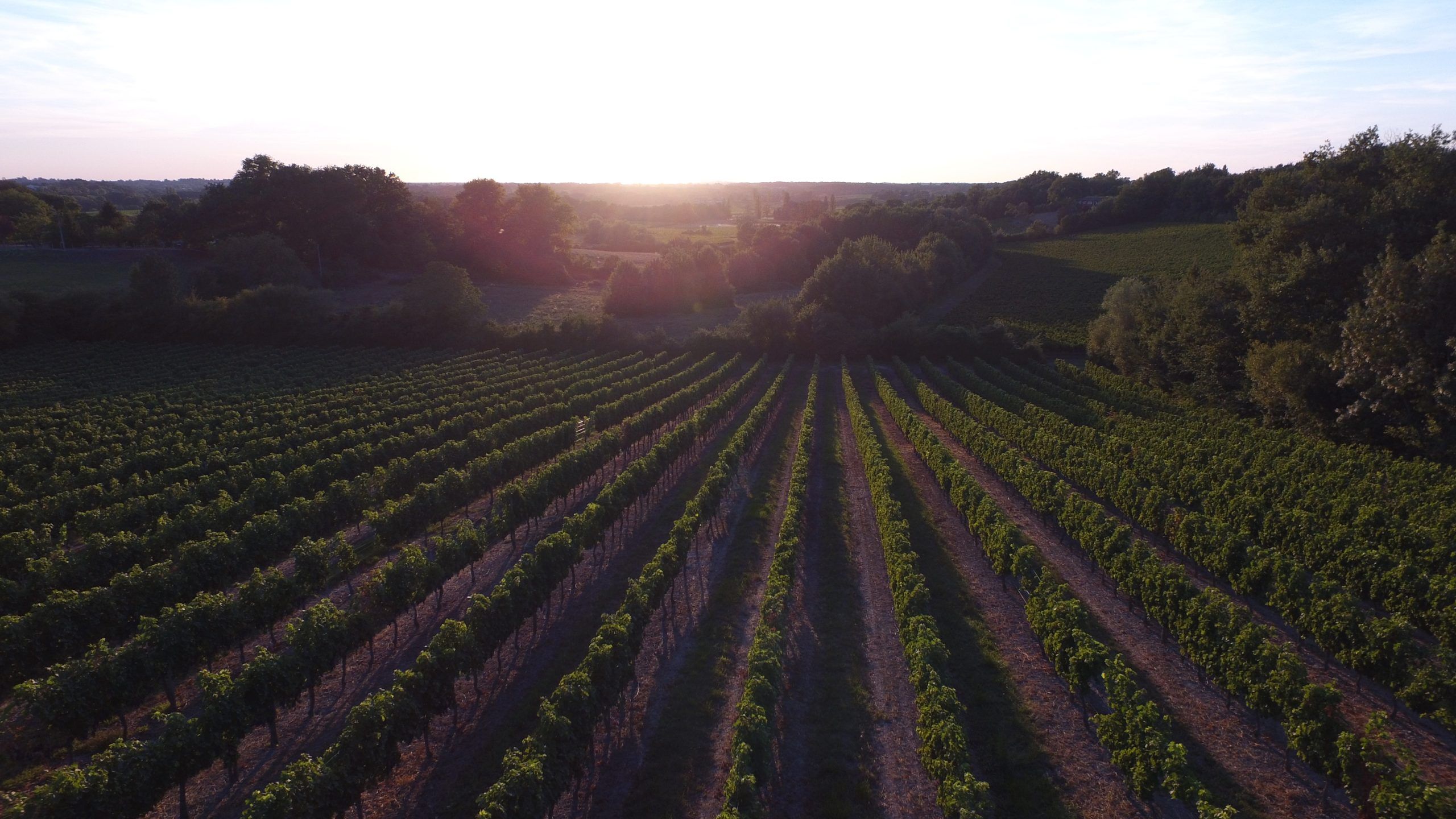 Château Haut L'Abeille - Bordeaux