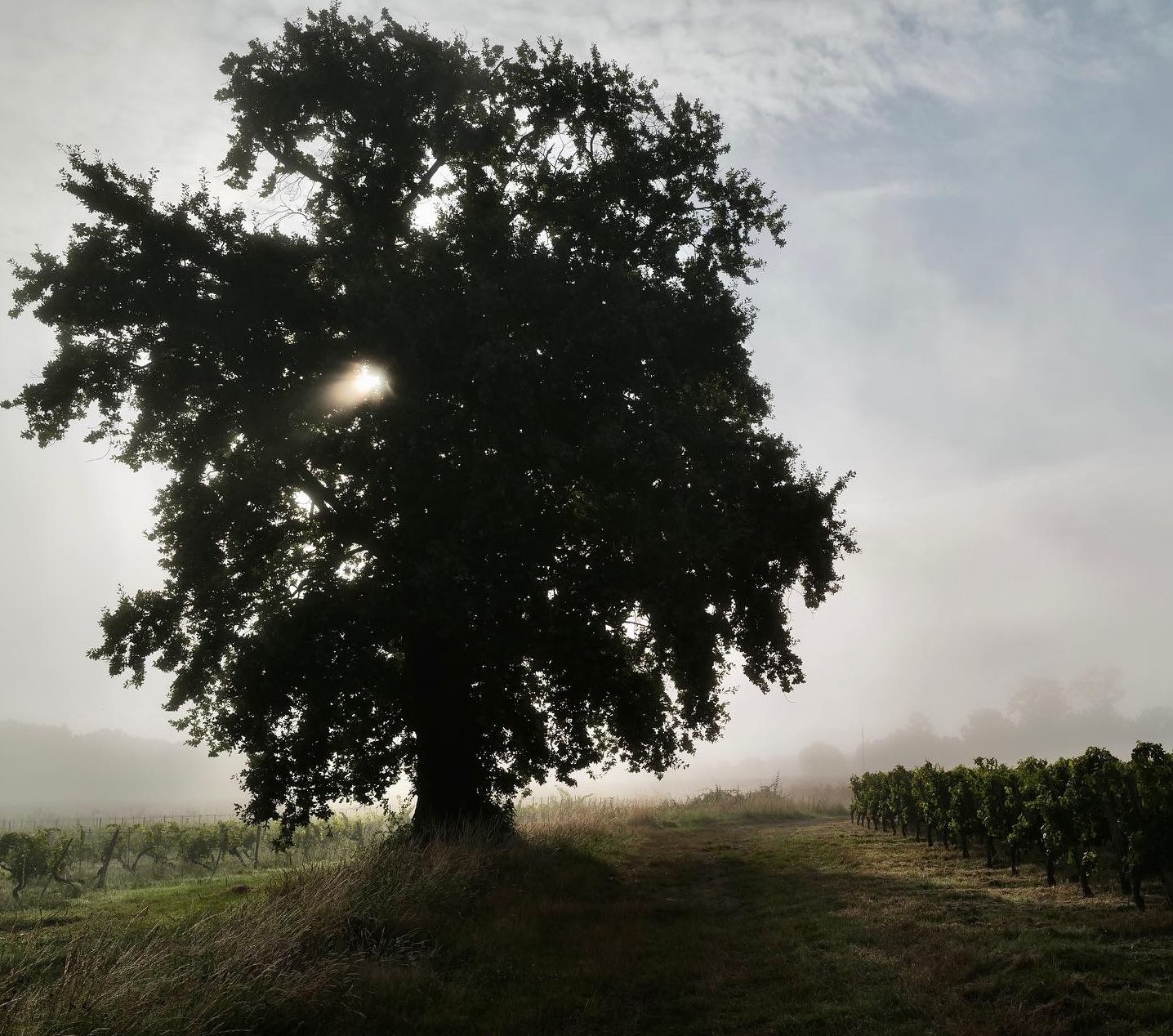 Château Penin - Bordeaux Supérieur