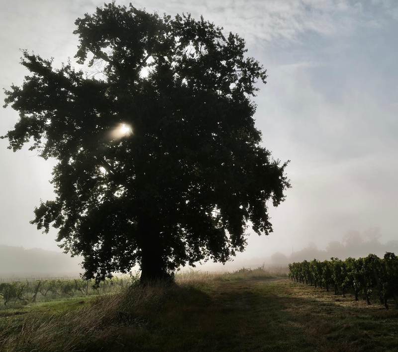 Château Penin - Bordeaux Supérieur