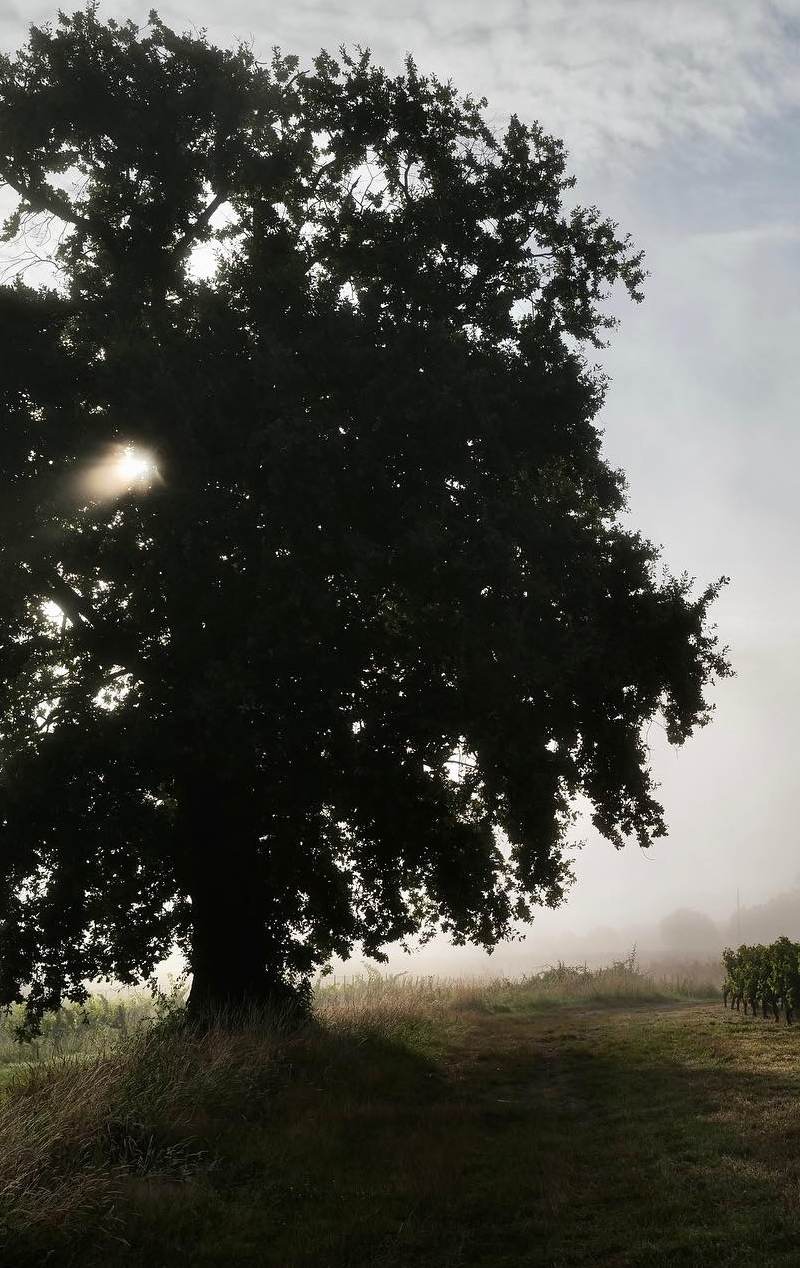 L'arbre du grand père au milieu des vignes