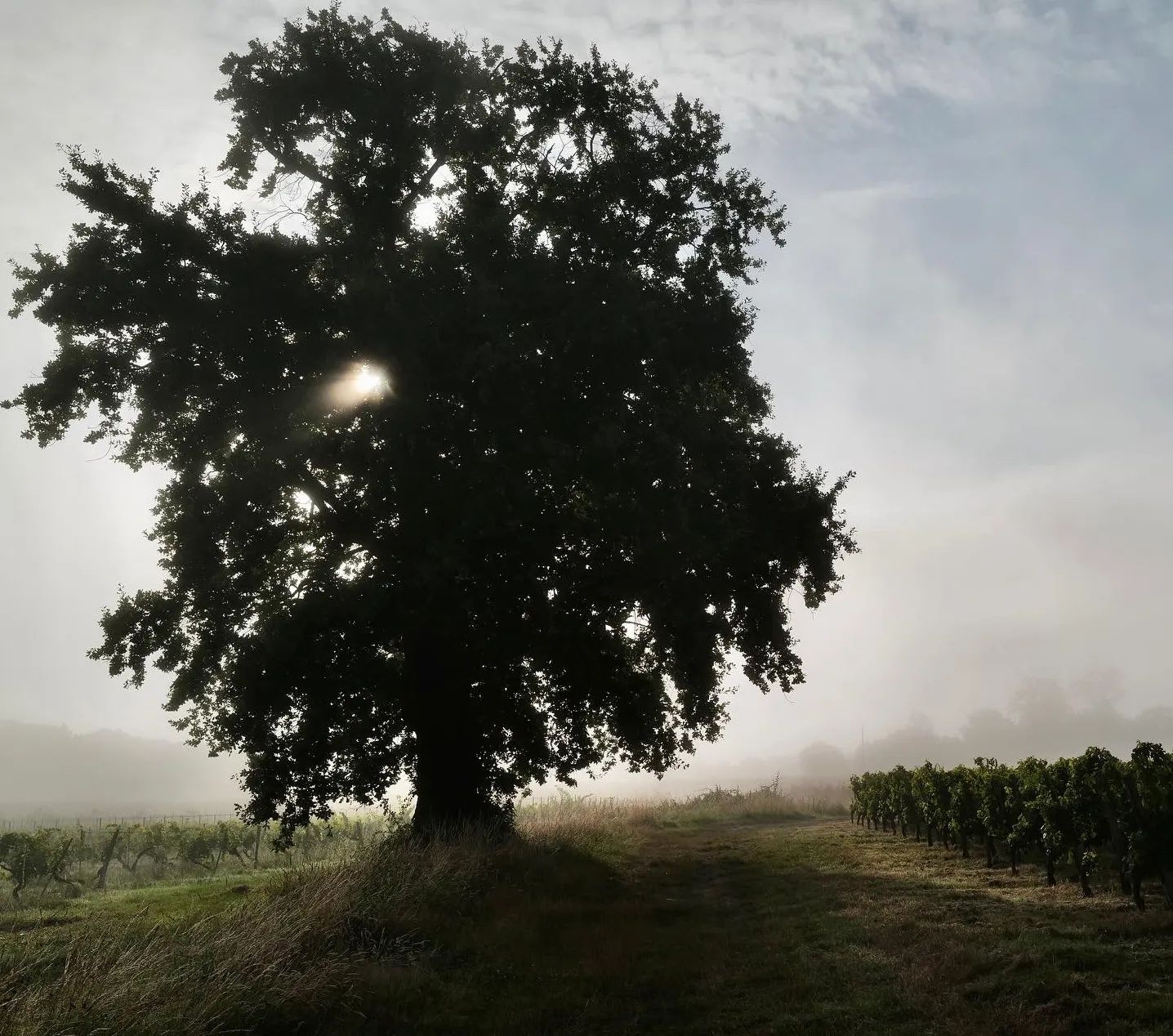 L'arbre du grand père au milieu des vignes