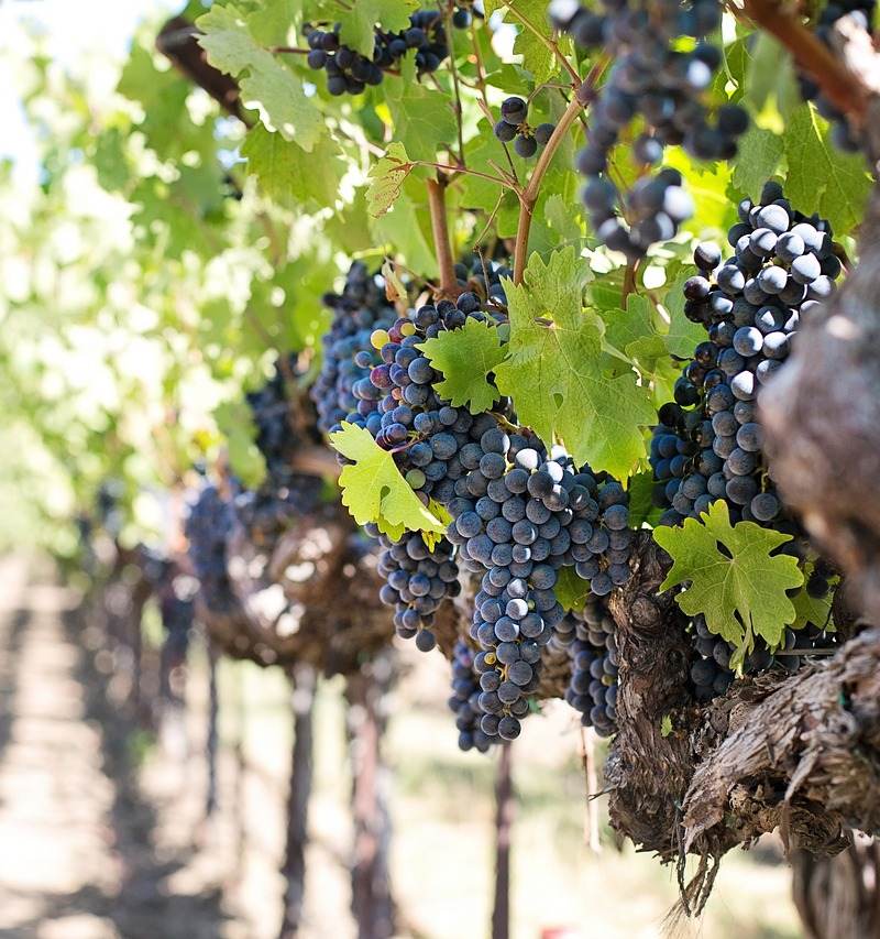 Vignobles Borderie Lenier — photo principale