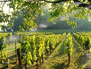 Les vignes du château