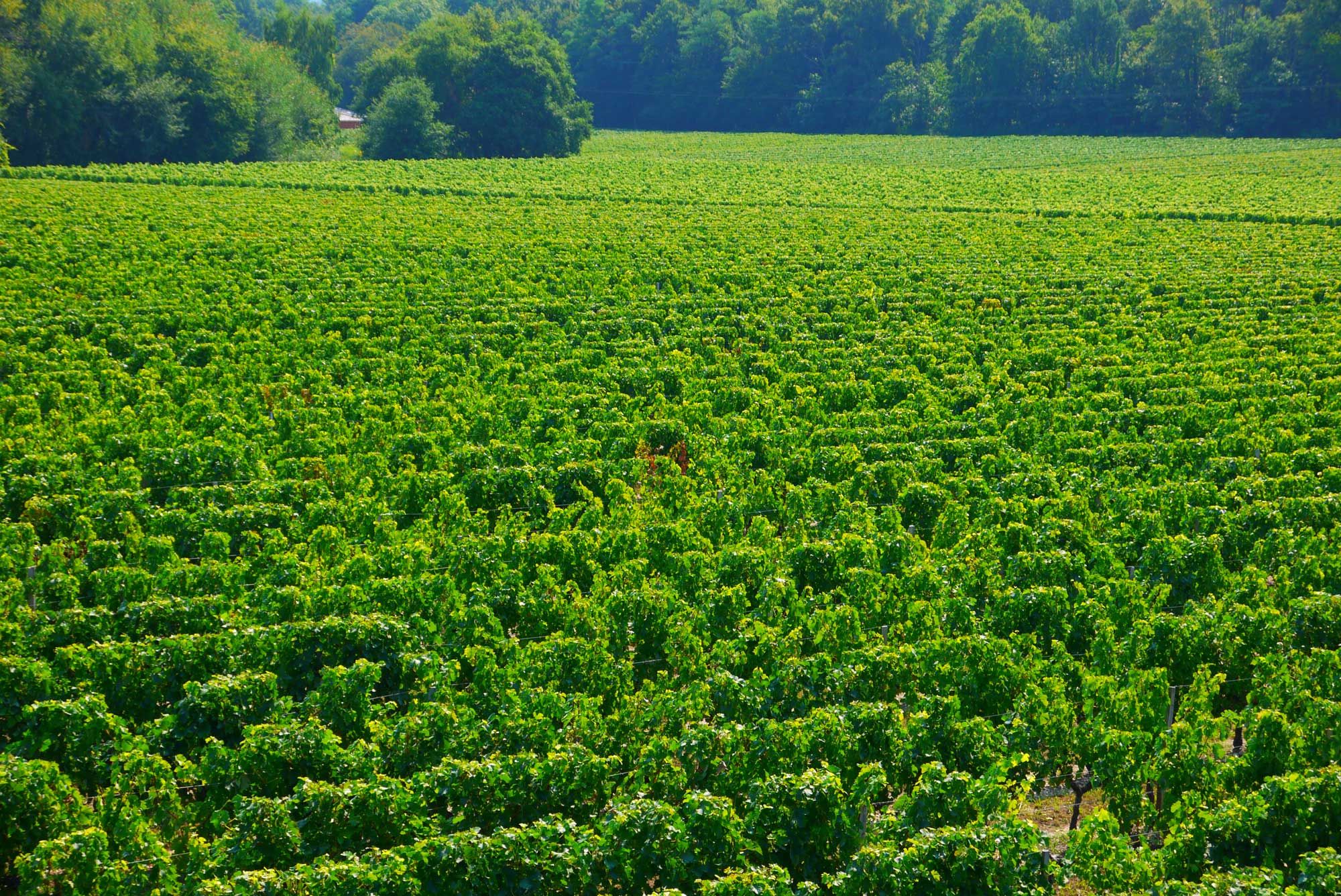 Château la Grave de Bertin - Bordeaux