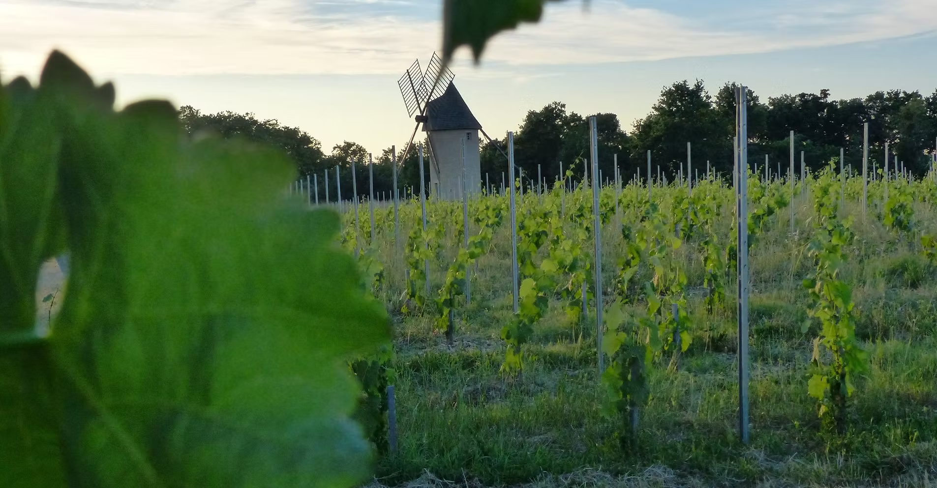 Château Mémoires - Bordeaux Rosé