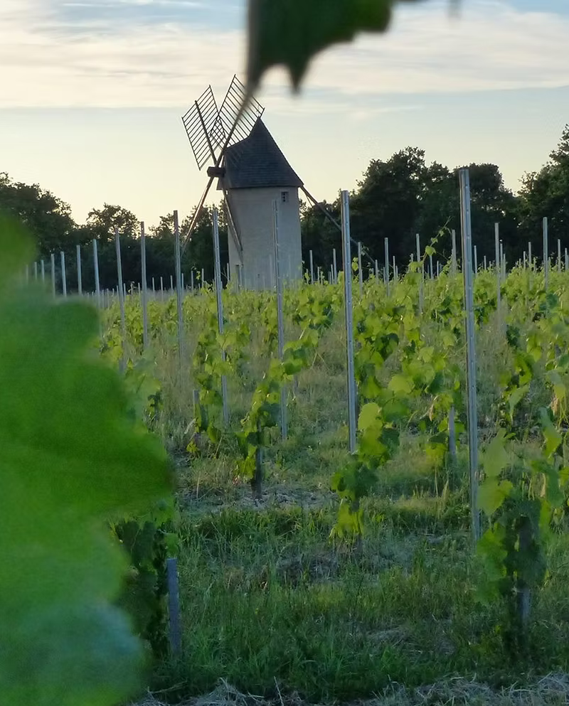 vignes et moulin.jpg