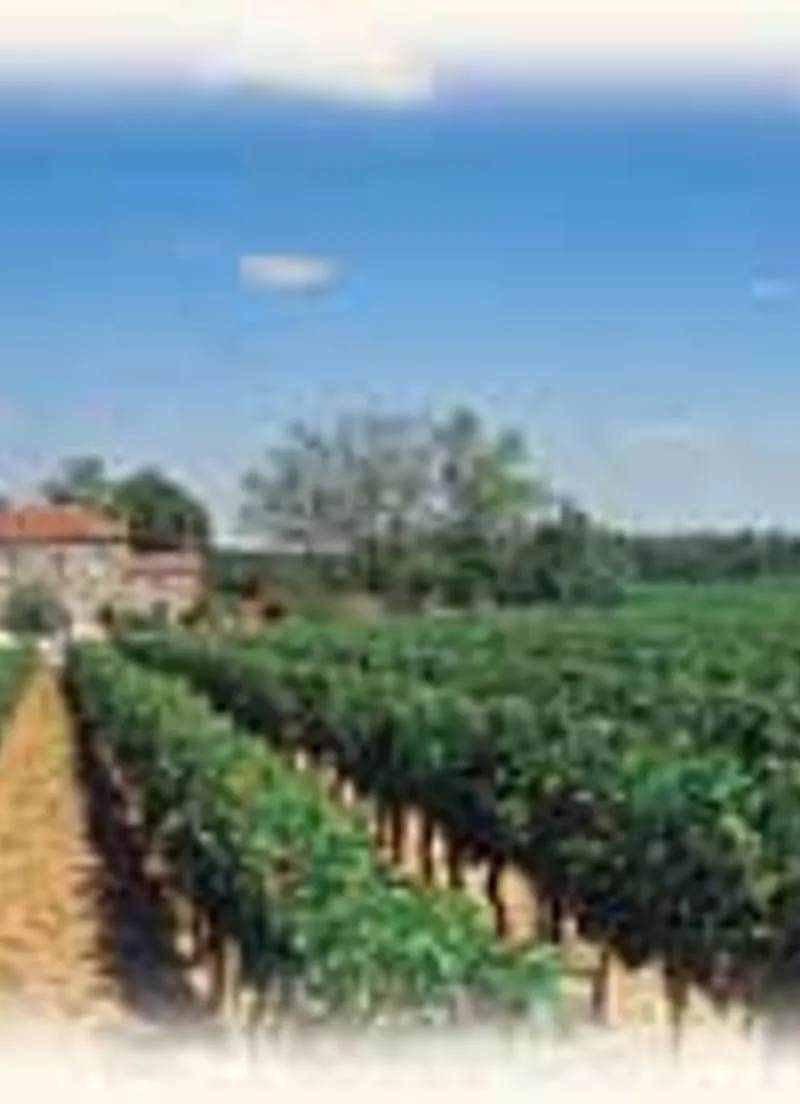 Château Tayat dans ses vignes