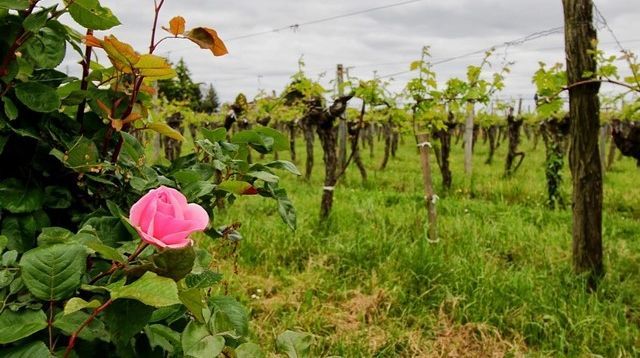 Château les Maubats - Bordeaux Supérieur