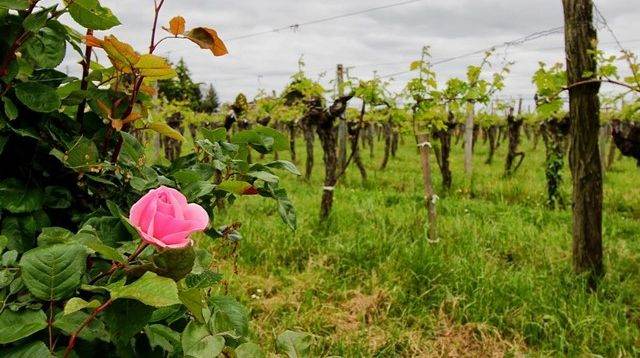 Château les Maubats - Bordeaux Supérieur