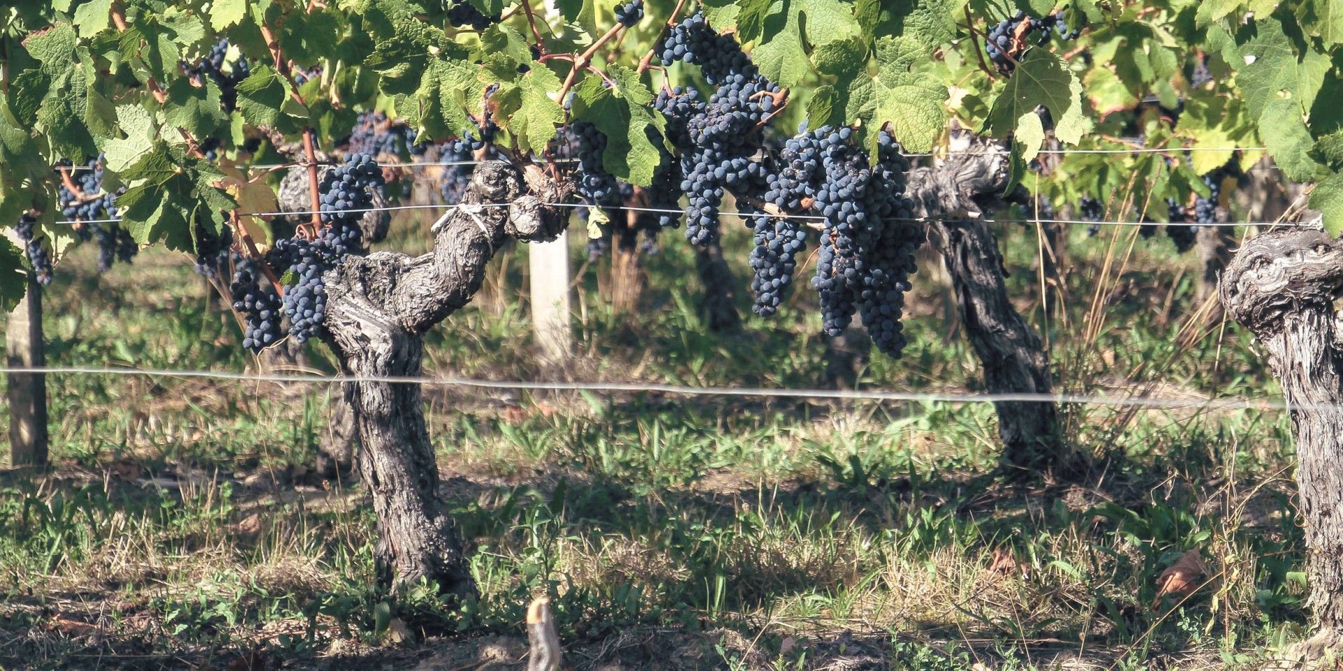 Vignobles Moncets & Chambrun - Lalande-de-Pomerol