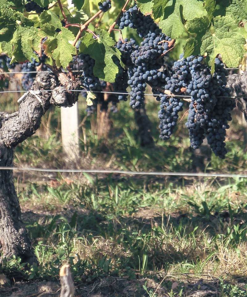 Vignobles Moncets & Chambrun — photo principale