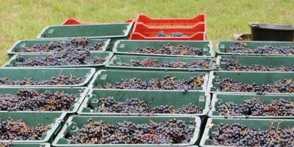 Crates filled with freshly harvested dark grapes outdoors.