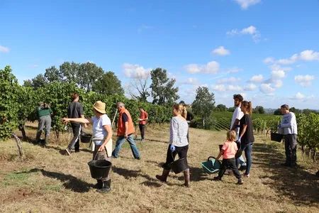 Group harvesting grapes in a vineyard on a sunny day.