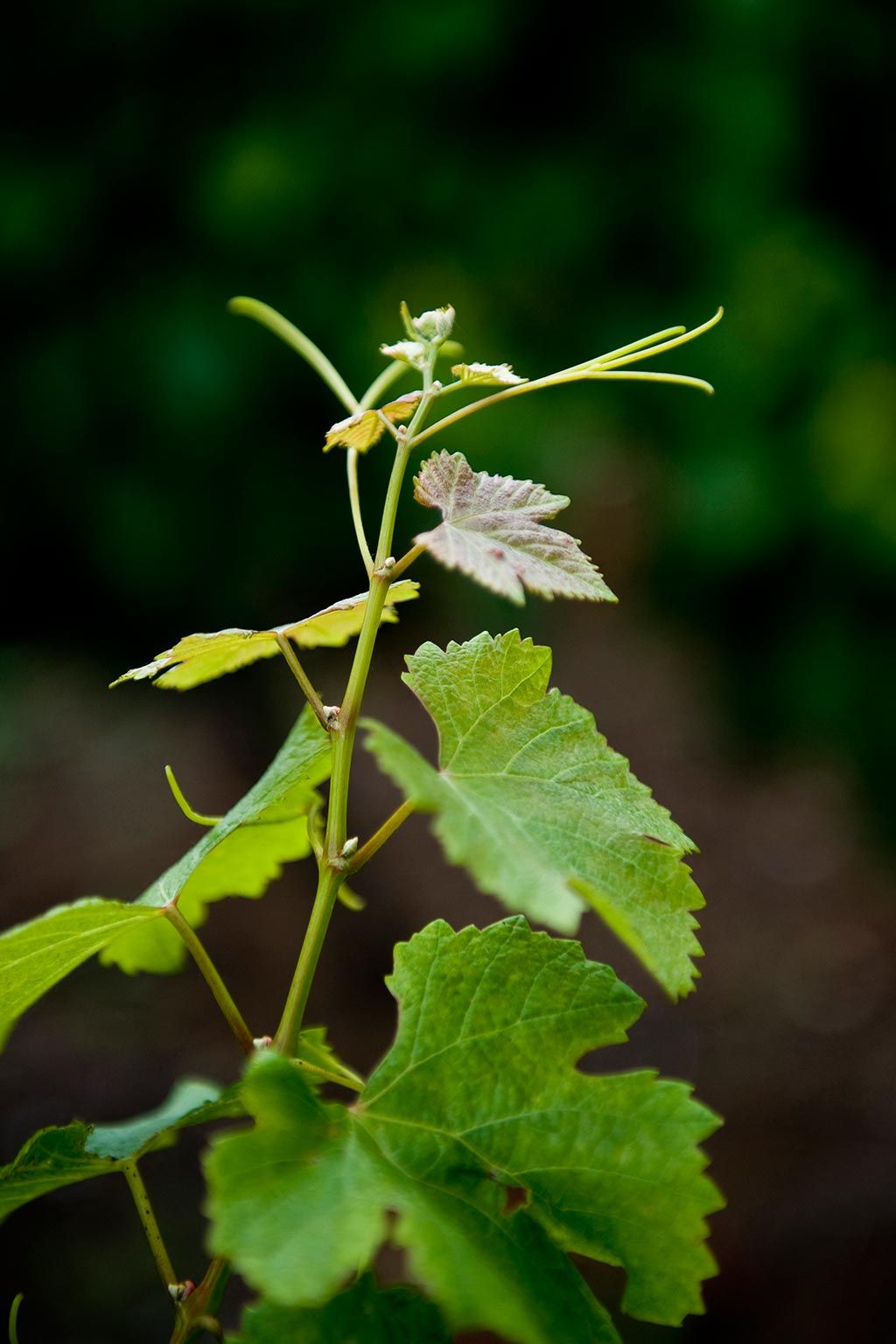 Domaine Charrier-Carbonnieu - Sauternes