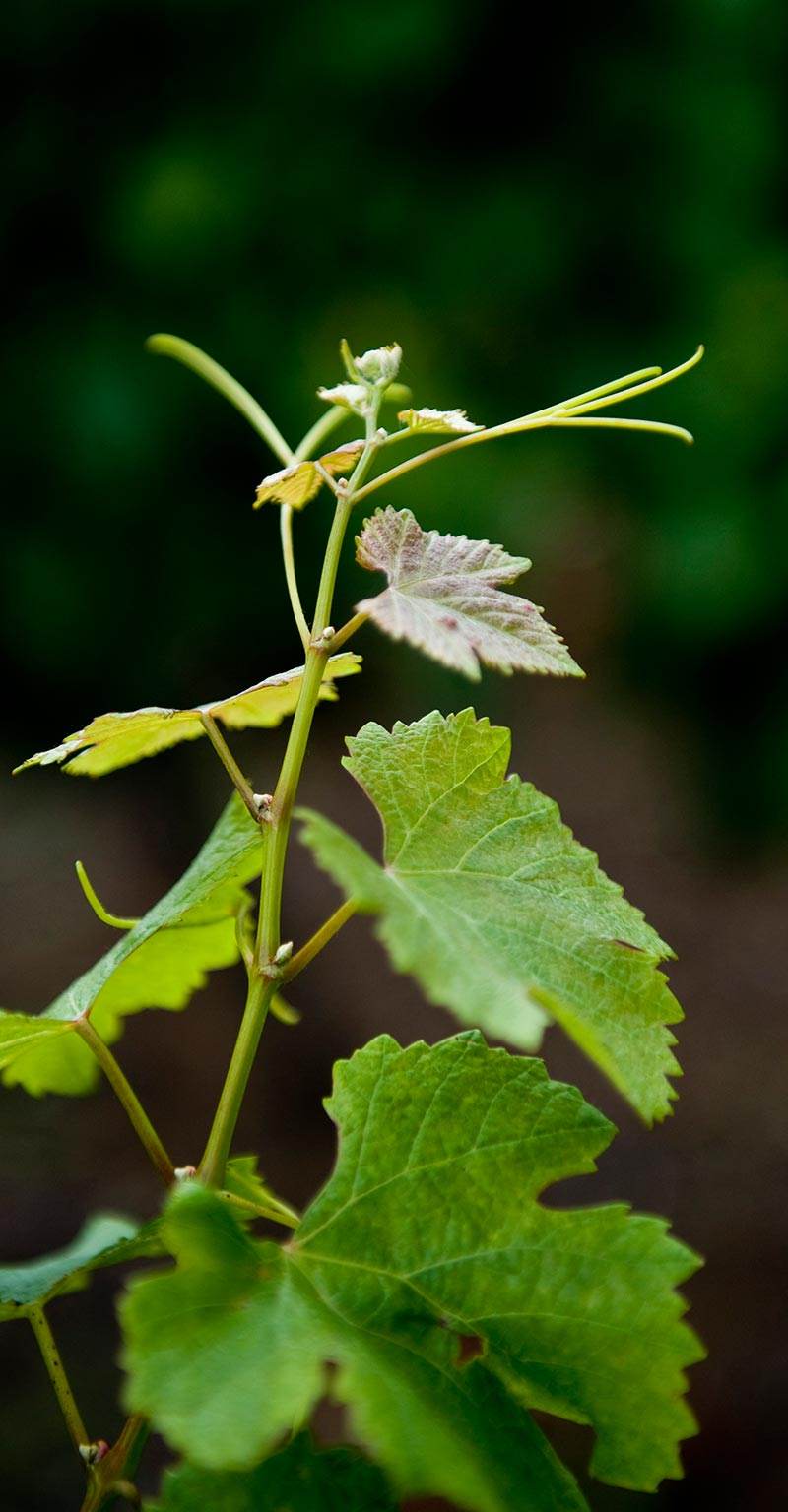 Domaine Charrier-Carbonnieu