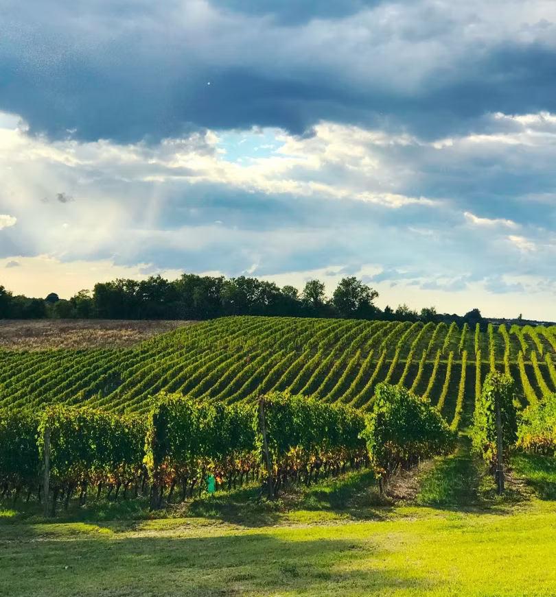 vineyard.jpg