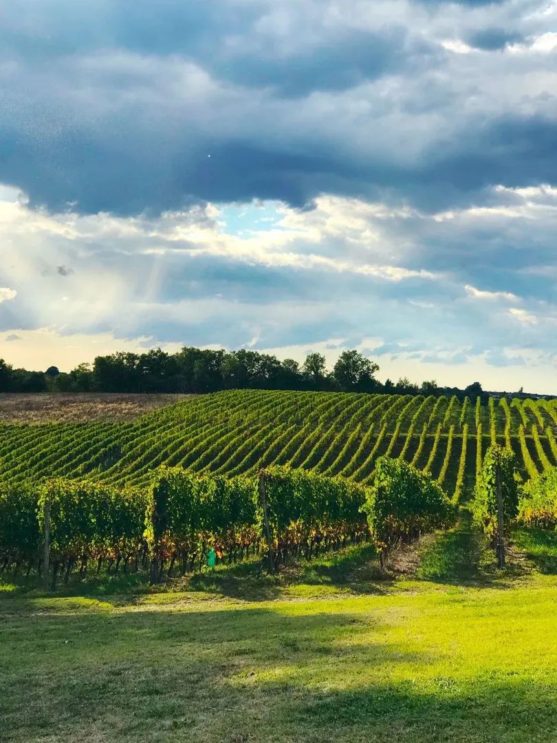 vineyard.jpg