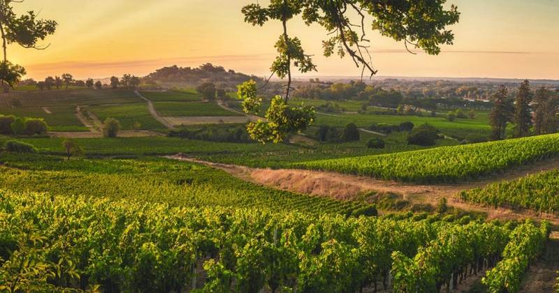 Château Pey Labrie - Canon-Fronsac