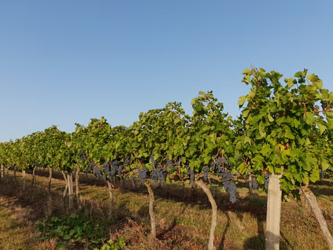 Notre Vignoble