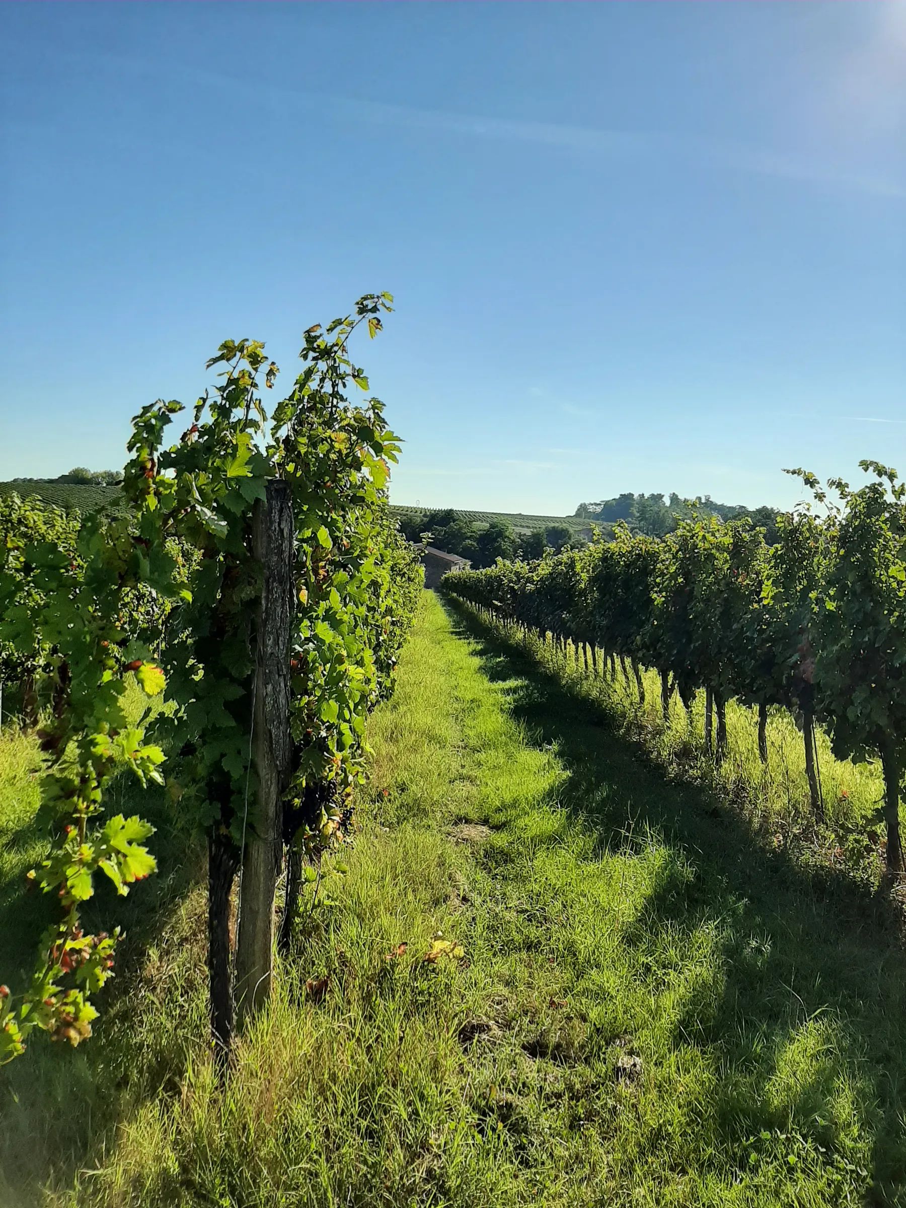 Château Garrineau — photo 11