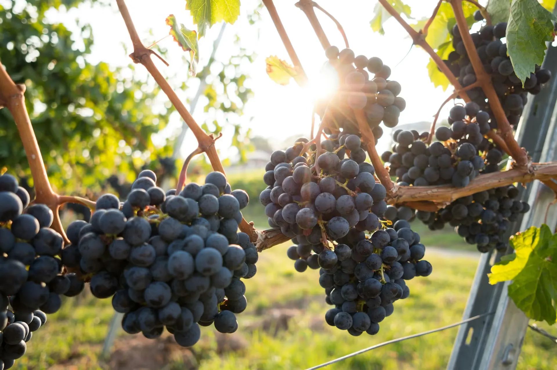 vignobles vin bordelais