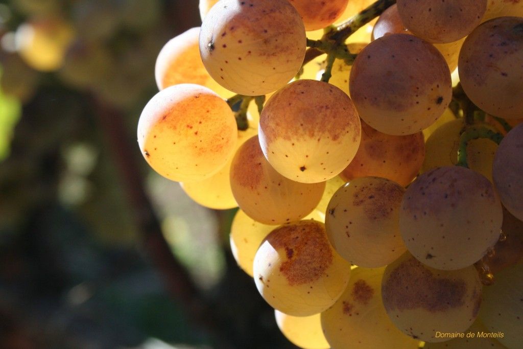 Domaine de Monteils - Sauternes