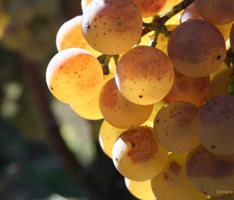 grappe-raisin-semillon-sauternes