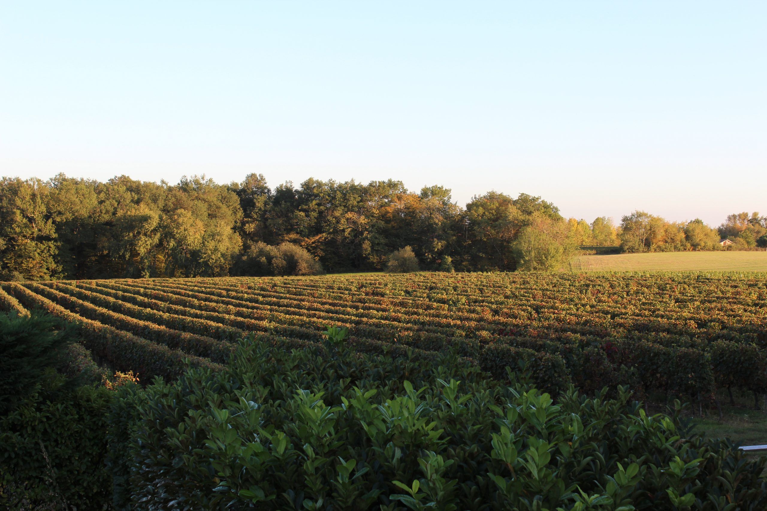 Domaine de Terrefort Bibonne - Côtes de Bordeaux
