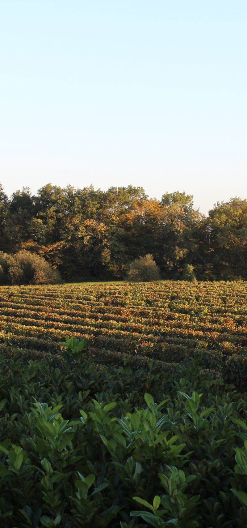 Vignes Terrefort Bibonne