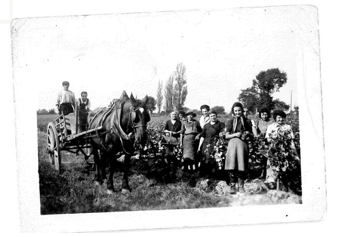 photo ancienne famille vignoble artigue chateau de la guillaumette Loupes