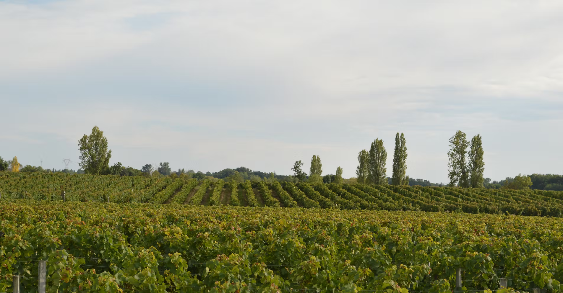 Vignobles Pestoury — photo 1