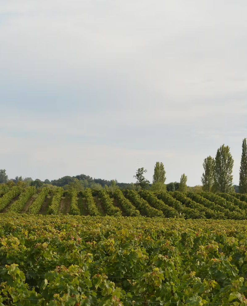 Vignobles Pestoury — photo principale