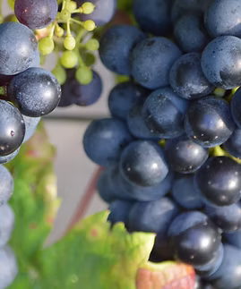 photos vignes et raisins 2015 076.jpg