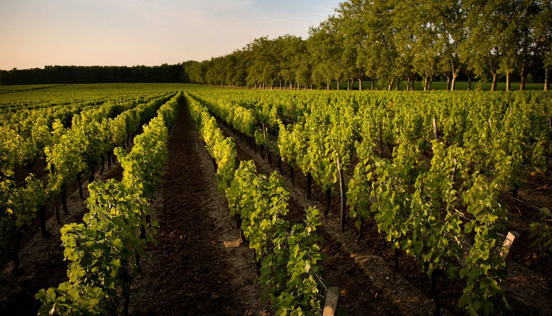 photo panoramique vue sur champ de vigne