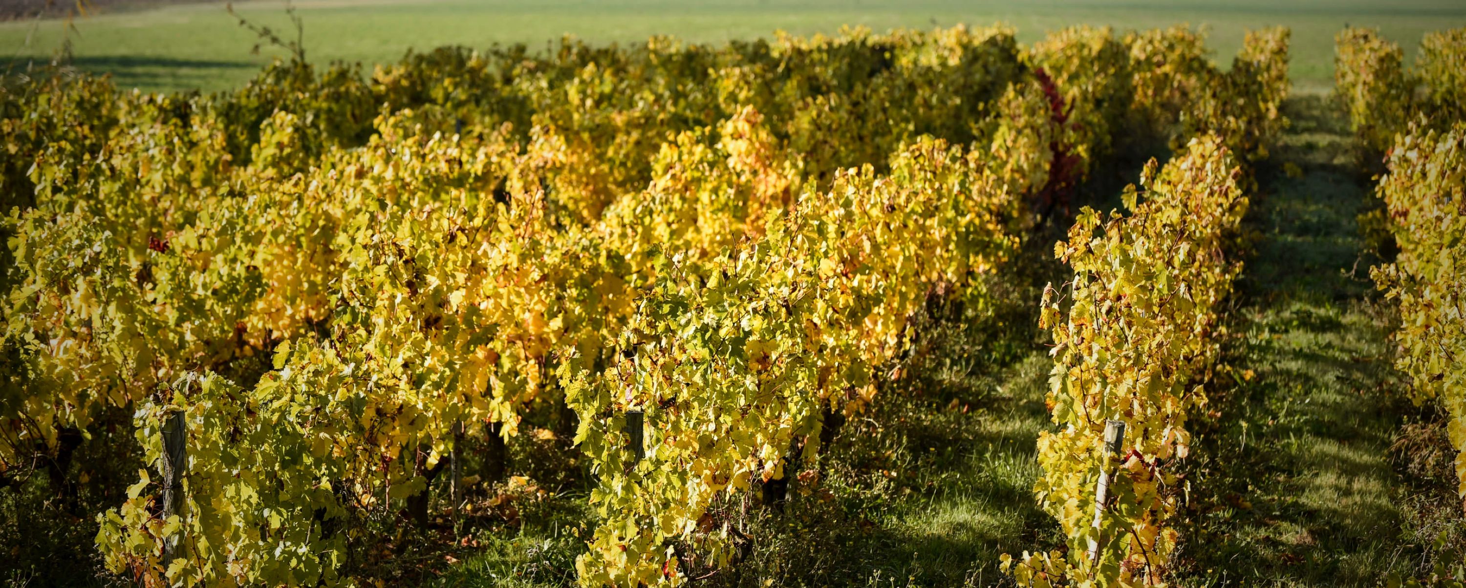 Château des Brousteras - Médoc