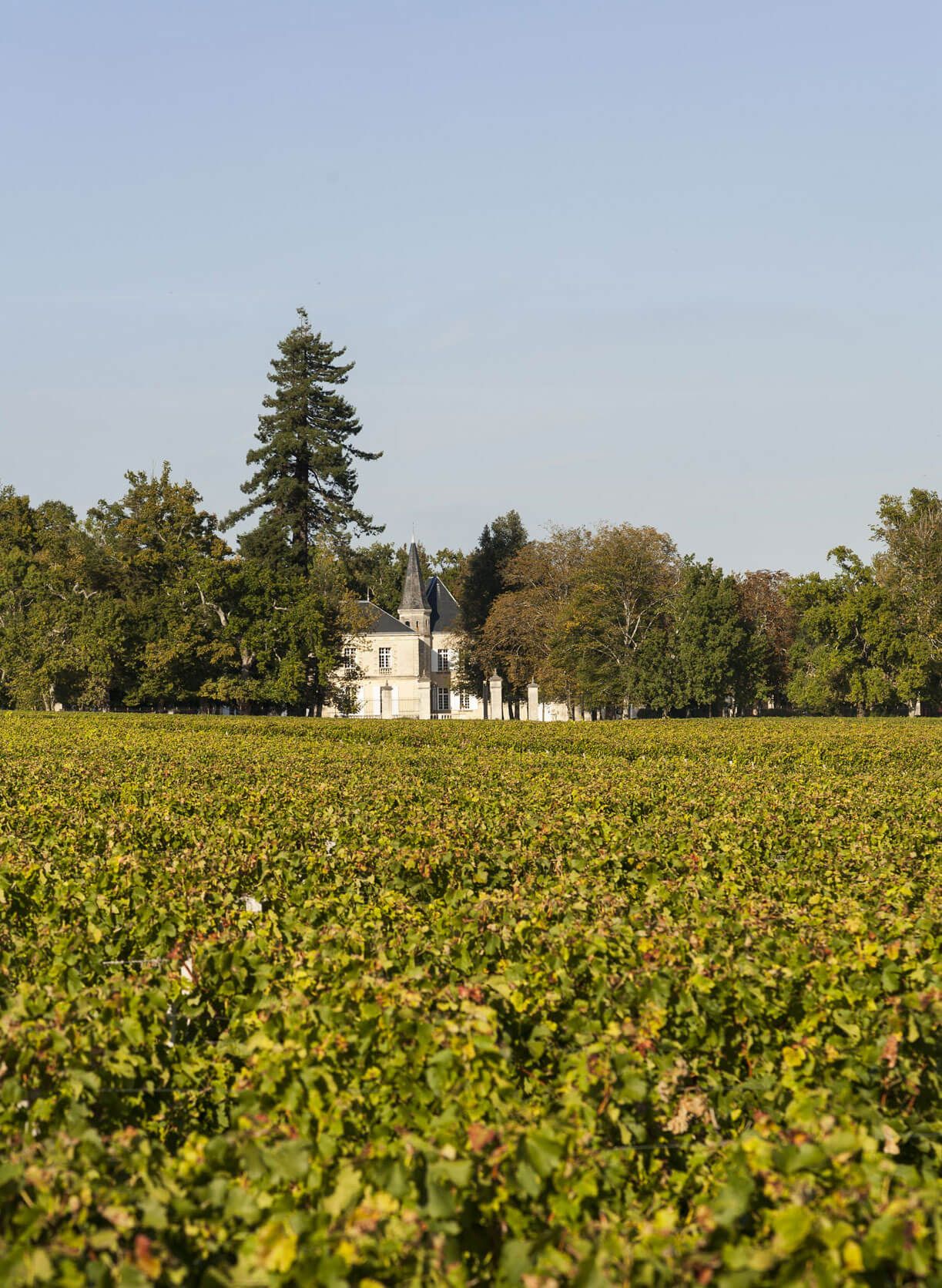 Château Lynch-Moussas — photo 4