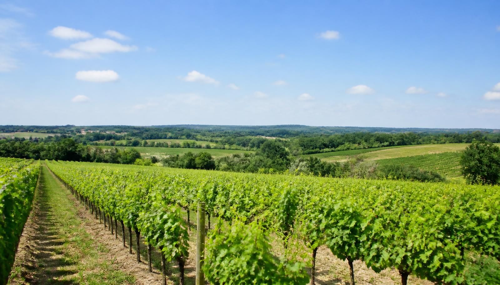 Château Bozelle - Bordeaux