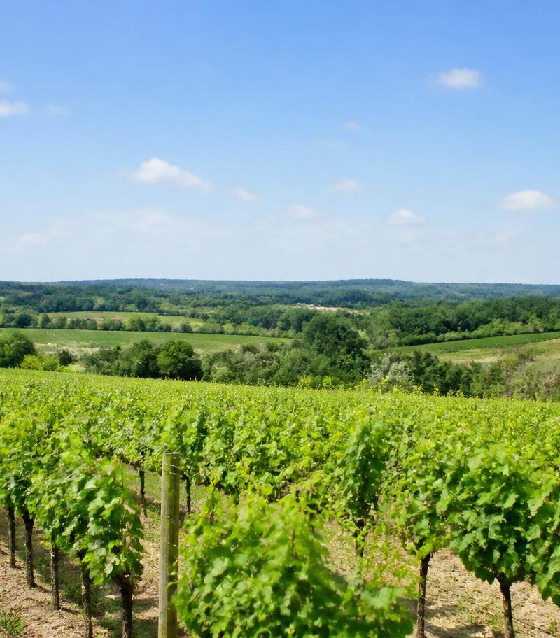 Vineyard of the Bordeaux Rosé appellation