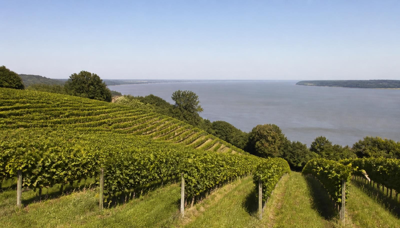 Château Vieux Nodeau - Côtes de Bourg