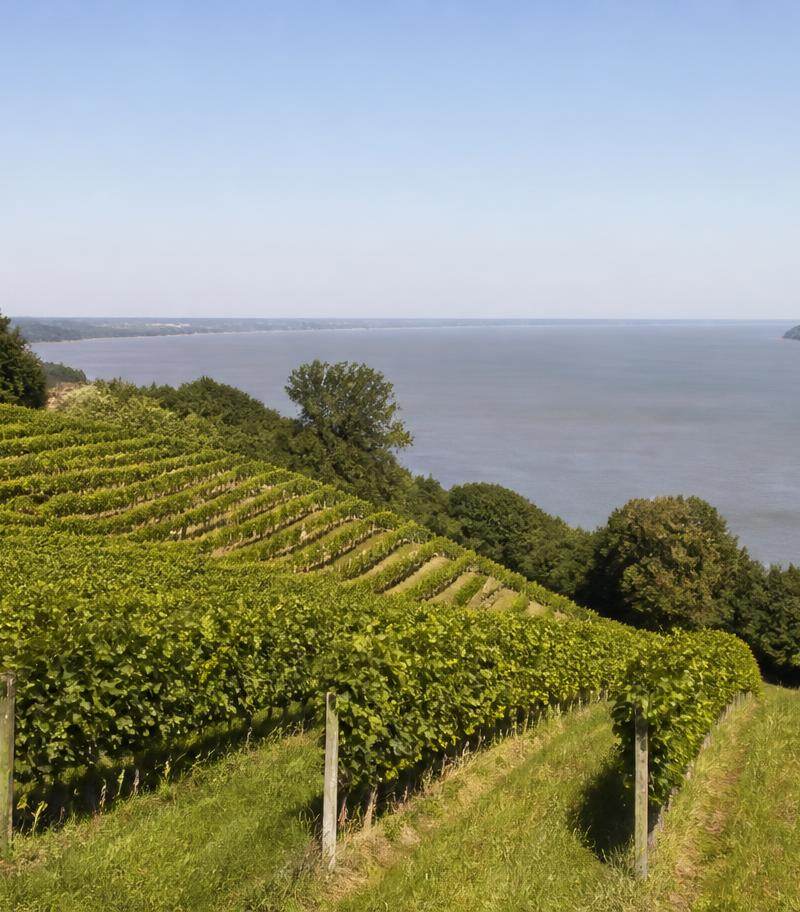 Vineyard of the Côtes de Bourg appellation