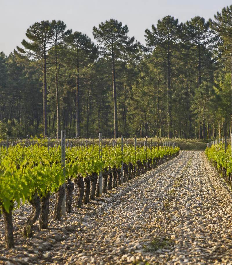 Vineyard of the Graves appellation