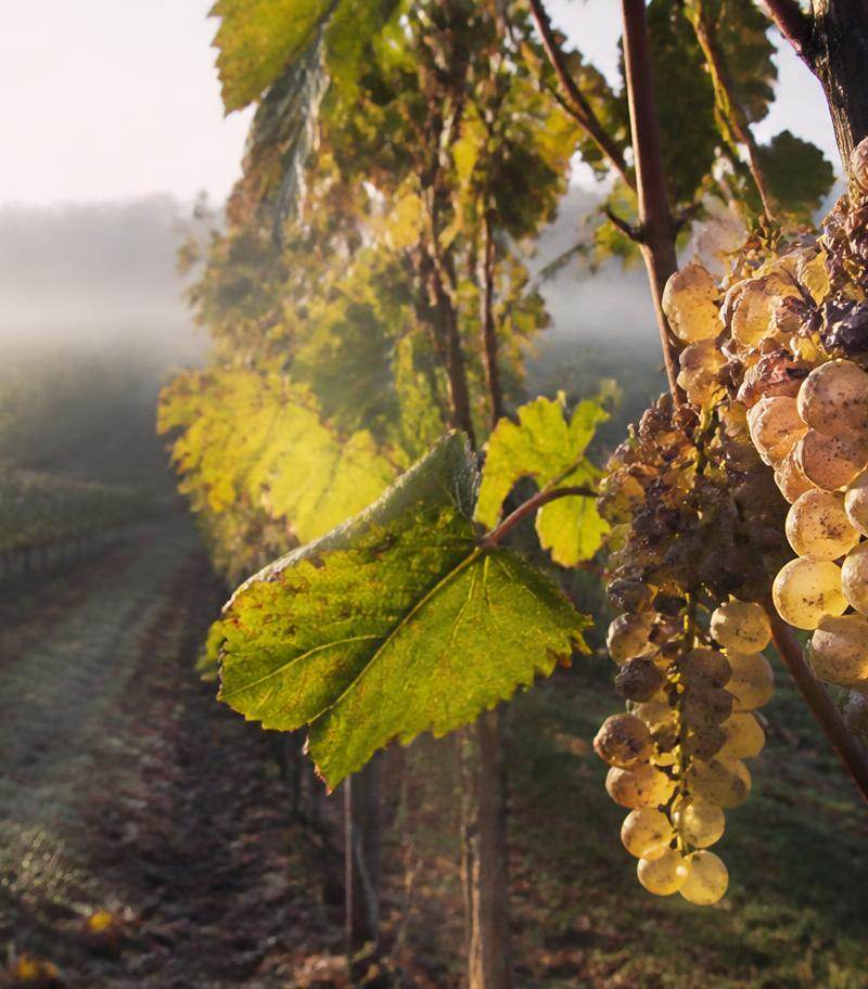 Vineyard of the Barsac appellation