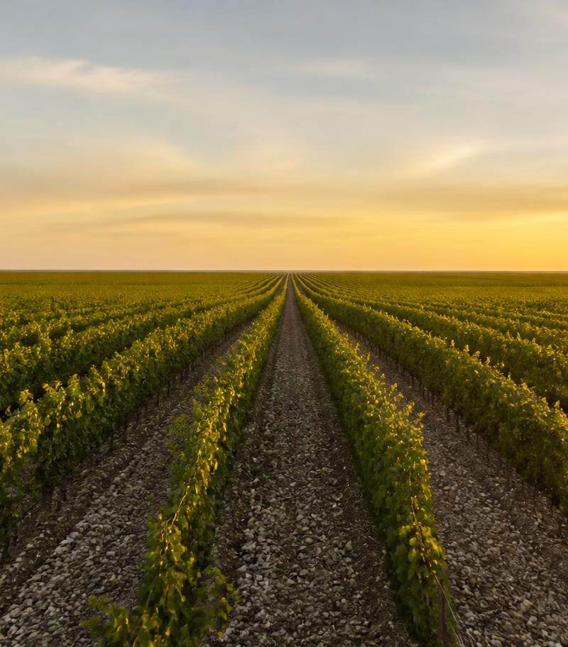 Vineyard of the Médoc appellation