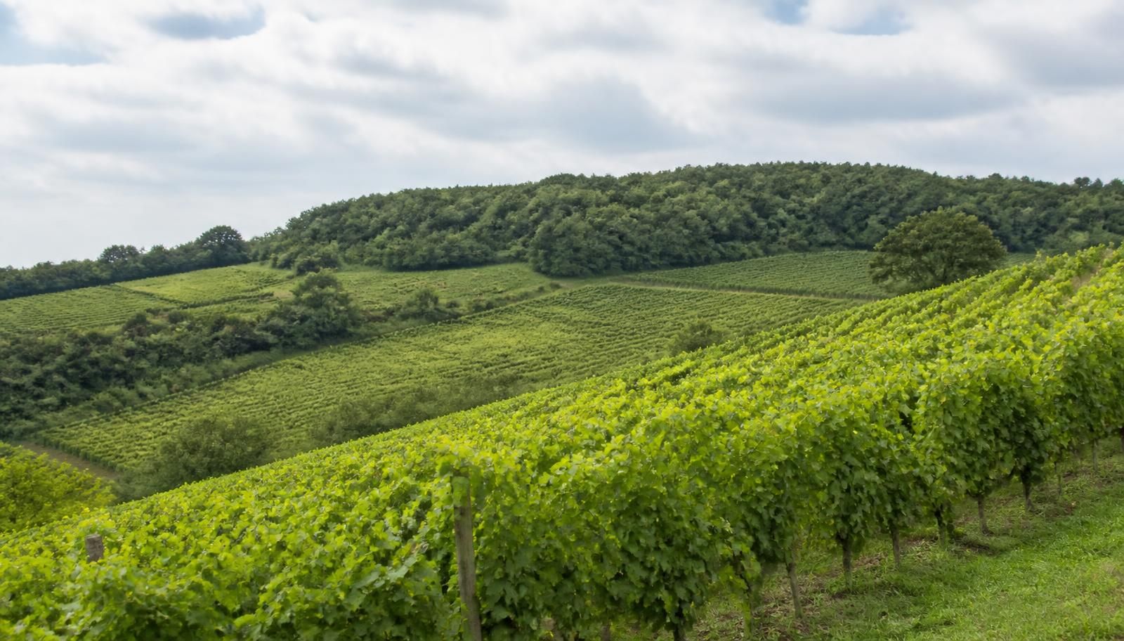 Château Milon - Saint-Émilion Grand Cru
