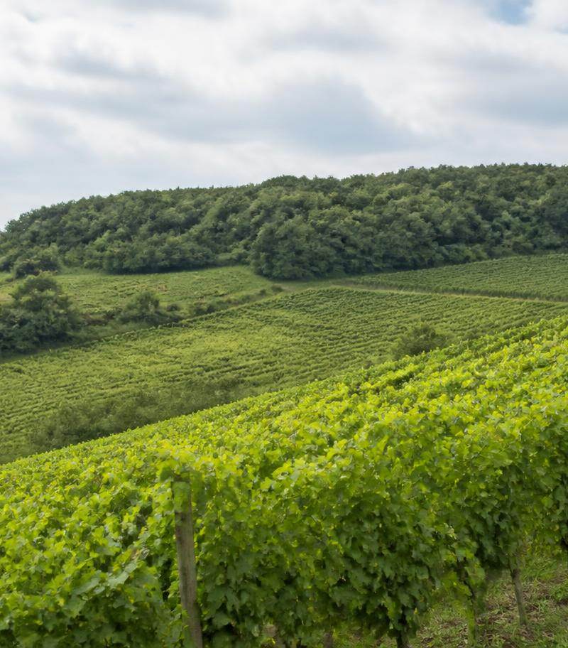 Vineyard of the Fronsac appellation