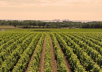 Sociando Mallet - Les vignobles 2/3